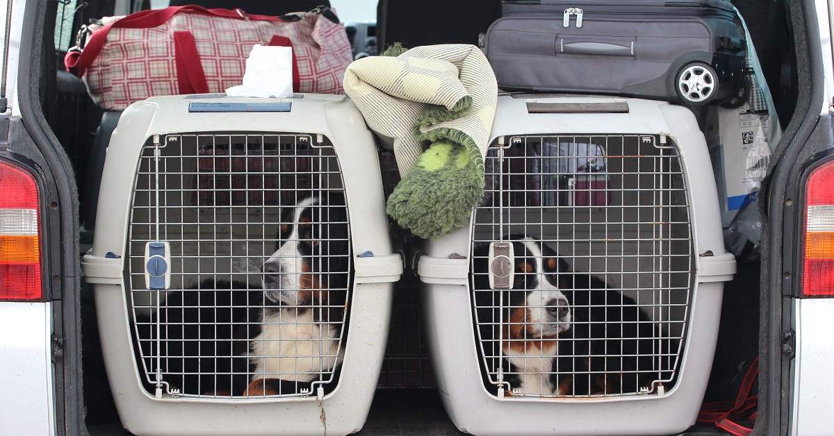 Best Pet-Friendly Travel Gear